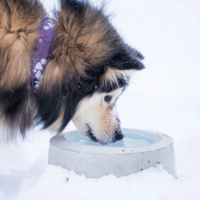 Sulavesi oppvarmet utendørs vannskål til hund 2,6 l