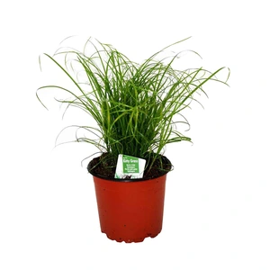 Imazo Kittygrass kattegress 12 cm potte