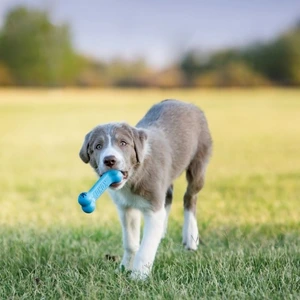 KONG Puppy Goodie Bone rosa/blå S