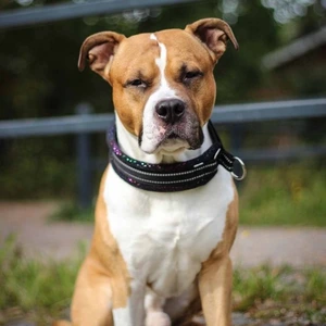 Kusse & Kutta hundehalsbånd bred modell svart glitter str 9
