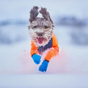 Non-stop dogwear Long Distance bootie til hund blå str 2XS 4 stk