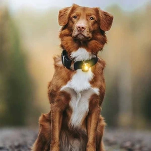 Orbiloc Dual sikkerhetslys til hund gul
