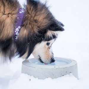 Sulavesi oppvarmet utendørs vannskål til hund 2,6 l